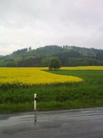 Kaštan J.G.Mendela pod Veselským kopcem